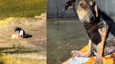 Photo of Captured By A Soulless Man Who Cut Off His Leg Scared Dog Begs To Be Saved