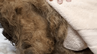 Photo of Dog Buried Under 15 Pounds Of Fur Is So Scared