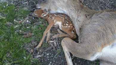 Photo of Baby Deer Lies Beside His Mother’s Body Hoping That She Will Breathe Again