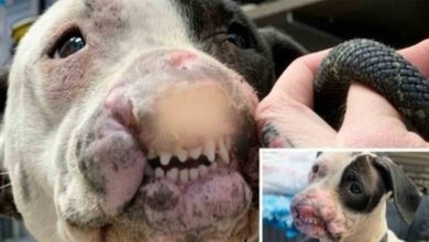 Photo of Friendly Dog With Mangled Face & No Nostrils Left For Dead In Local Park