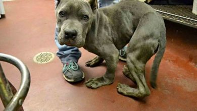 Photo of Sad & Scared Pitt Bull Who Has Been Kept In A Tight Cage For 2 Years Now Has A Deformed Body