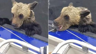 Photo of Drowning Baby Bear Paws At Boat For A Boost Bites Down As Men Don t Move
