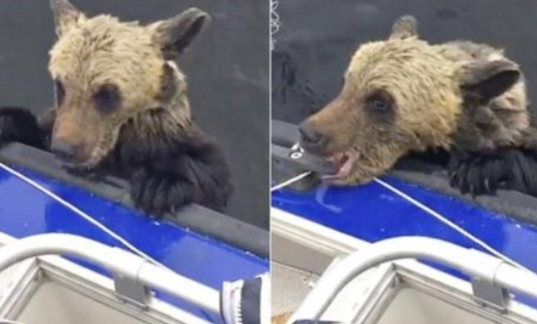 Drowning Baby Bear Paws At Boat For A Boost Bites Down As Men Don t Move | LOLitopia