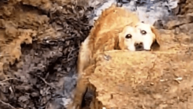 Photo of Missing Dog Found Stuck In River Bank But Her Rescue Mission Takes An Ugly Turn