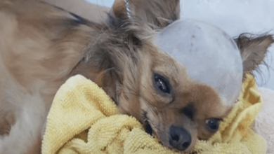 Photo of Shattered Dog Struck In Head Wants To Live Despite His Body Shutting Down