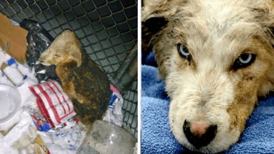 Photo of Trucker Notices Trash On Fire, Sees A Scared Puppy At The Bottom Of Dumpster