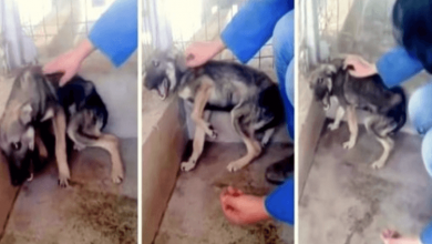 Photo of Dog Was So Abused That She Loudly Shrieks In Fear When Rescuer Tries To Touch Her