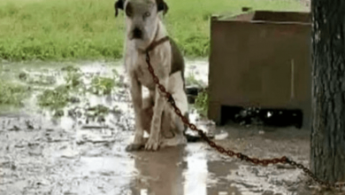 Photo of Chained Dog That’s Slighted By Owner & Couldn’t Lie Down, Only Wants 1 Thing