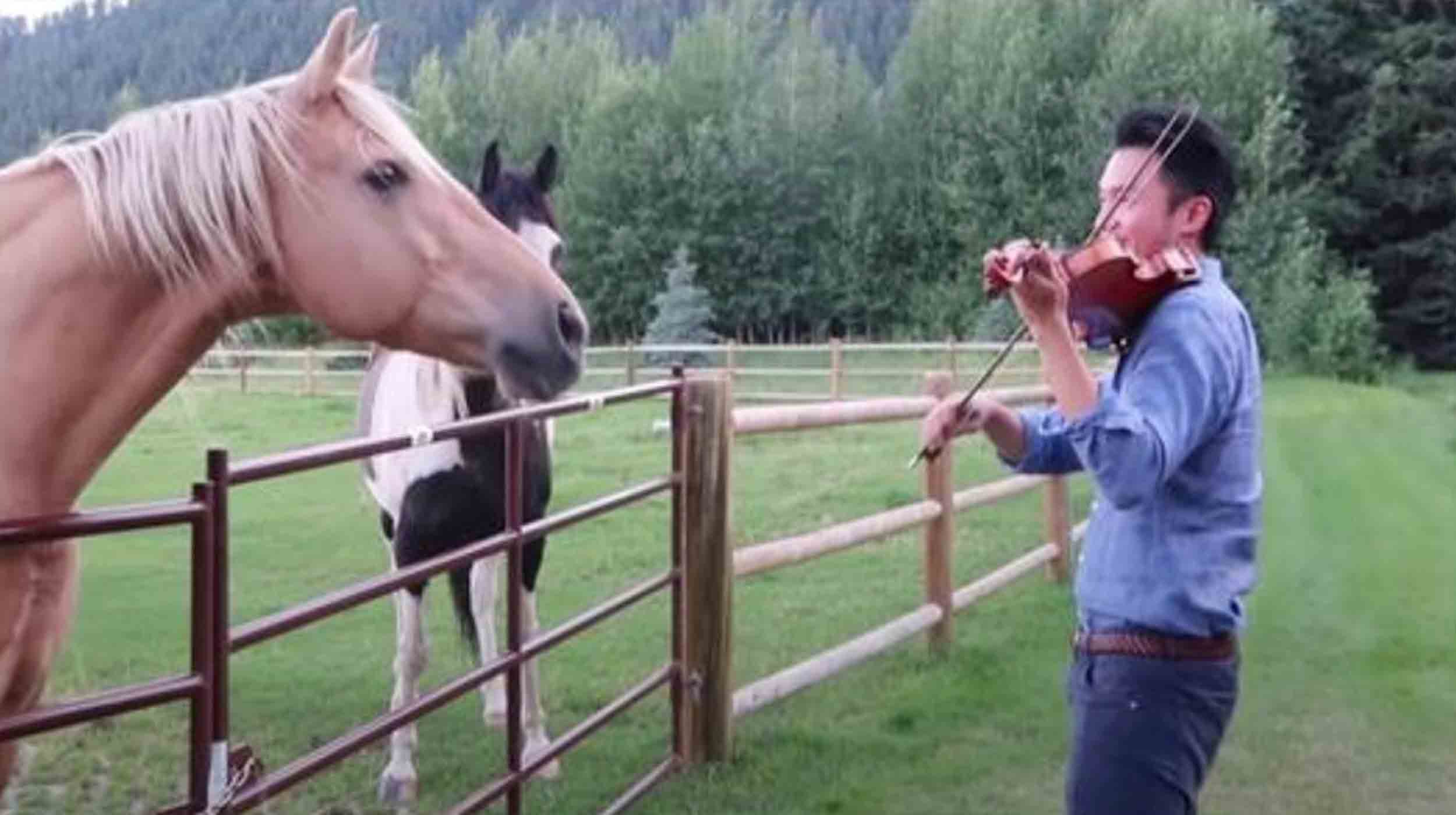Man Playing Violin Is Joined By 2 Horses Who “Dance” To His Musical Serenade