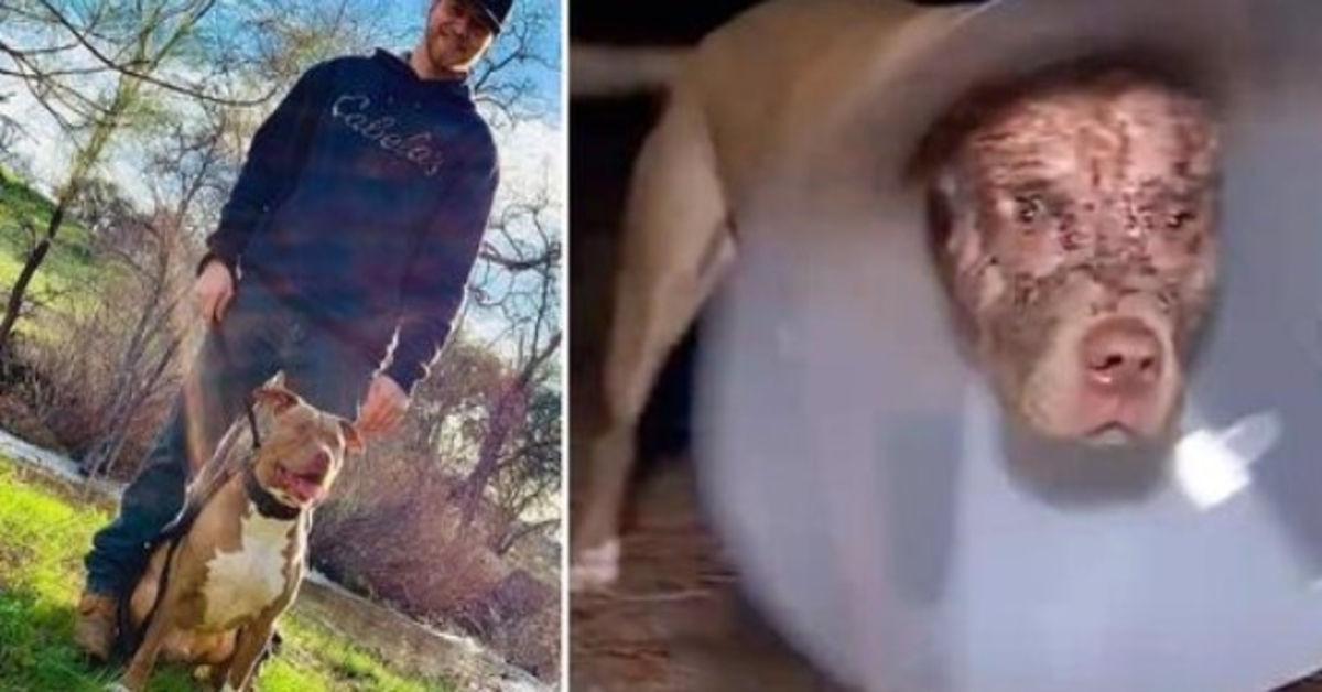 Man Sees Huge Bear Dragging His Pit Bull By The Head & Tackles Bear To Save Him