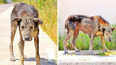Photo of Unloved Dog’s Body Turns Hard Like Stone, She Loses All Mobility & Waits To Die