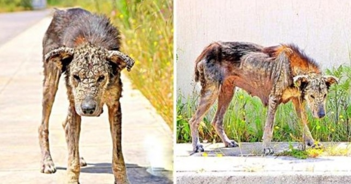 Unloved Dog’s Body Turns Hard Like Stone, She Loses All Mobility & Waits To Die