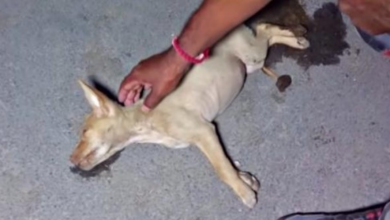 Photo of Others Said She’s A Waste Of Effort But Unconscious Dying Dog Wasn’t Giving In