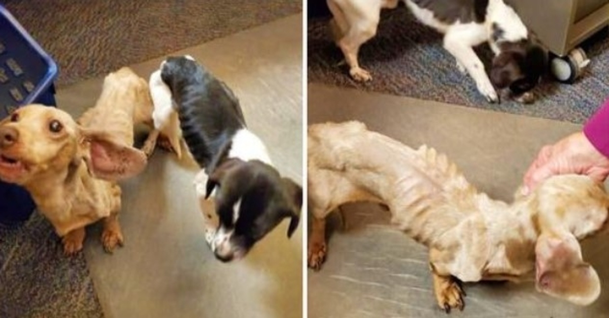 Shoppers Stumble On Emaciated Bodies Cowered Together In A Walmart Parking Lot