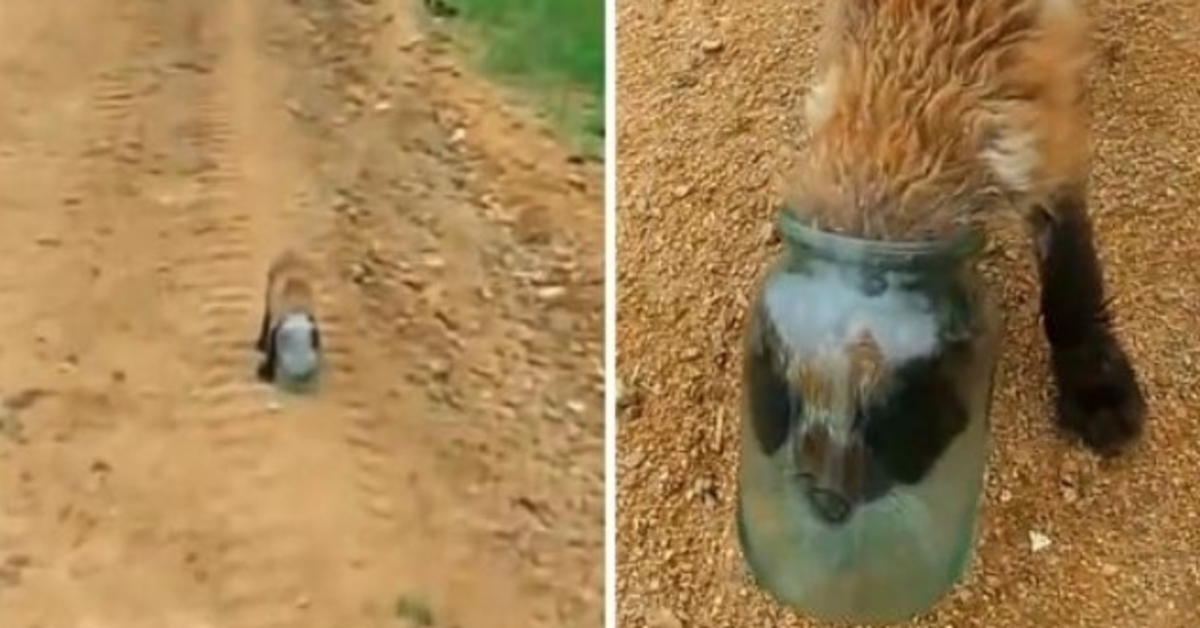 Baby Fox Gets His Head Stuck In A Jar & Suffocates, Approaches Human