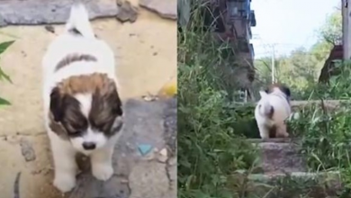Photo of Stray Pup Strongly Asks Rescuers To Follow Him To An Abandoned Building