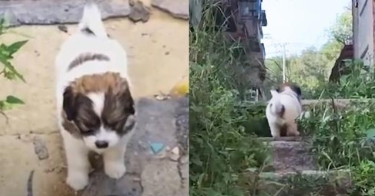 Stray Pup Strongly Asks Rescuers To Follow Him To An Abandoned Building