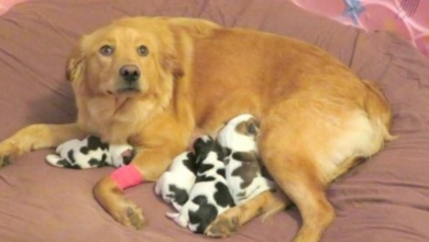 Photo of Workers Find Dumped Golden Retriever, As She Gives Birth To “Cow Babies”
