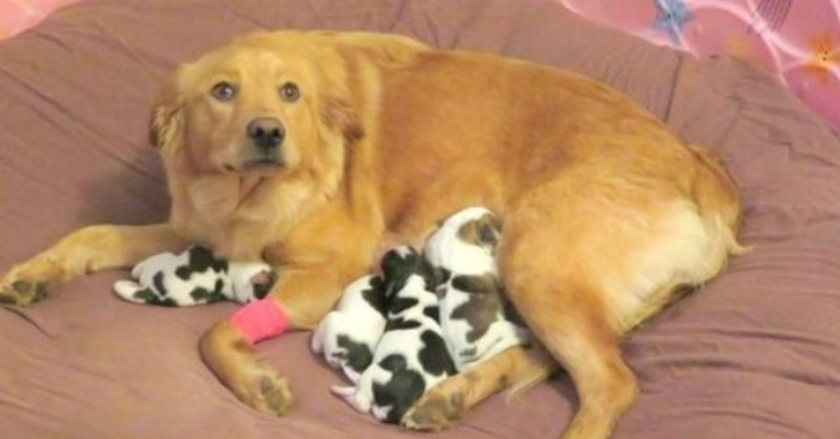 Workers Find Dumped Golden Retriever, As She Gives Birth To “Cow Babies”