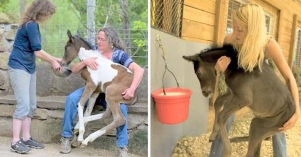Unwanted Horses Left To Die In Brutal Breeding World, A Kind Woman Rescues Them