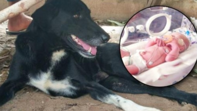 Photo of Handicapped Dog Paws & Barks At Dirt, Owner Ran To Tiny Foot Sticking Out