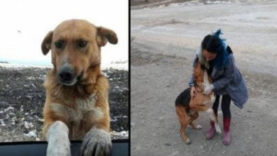 Photo of Dog Living At A Garbage Dump Begged People To Take Him Home But No One Would