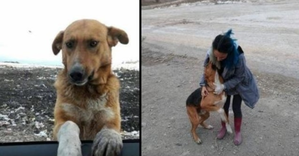 Dog Living At A Garbage Dump Begged People To Take Him Home But No One Would