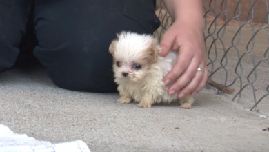 Photo of Dog Rescued From Puppy Mill Is Introduced To A Friend To Signal A ‘New Beginning’