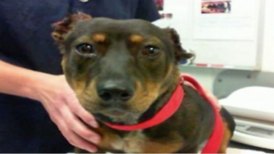 Photo of Small Dog Tormented By Savages Who Severed Her Ears & Abandoned Her In Streets