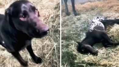 Photo of Dog Comes Running To Greet Newborn Foal, But Foal Is Lying Motionless On Ground