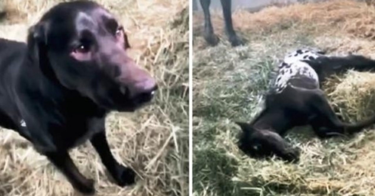 Dog Comes Running To Greet Newborn Foal, But Foal Is Lying Motionless On Ground