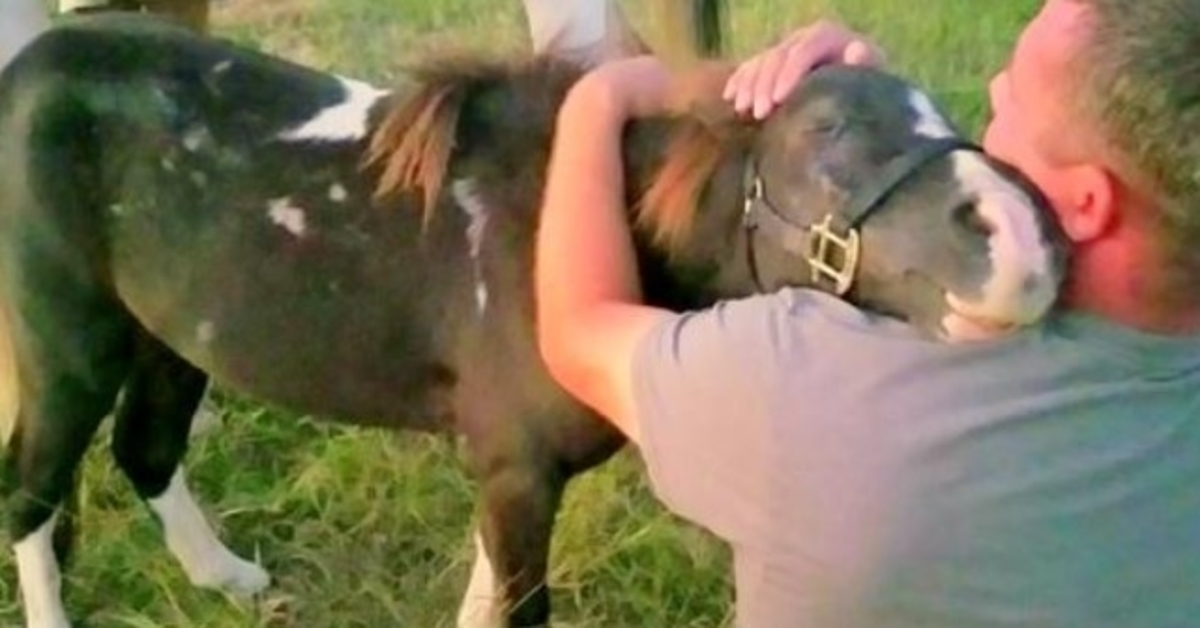 Abused Pony Sold Off For Meat Trade, Hugs Man Who Saved Him At The Last Minute