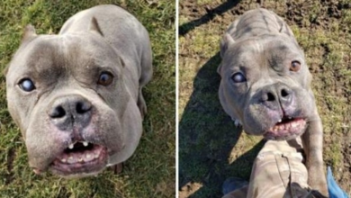 Photo of After A Long Wait The ‘ugly’ Pit Bull That No One Wanted Finds A Home