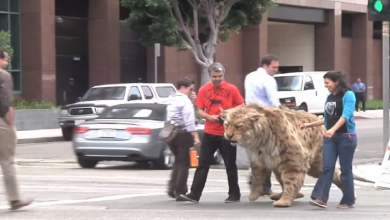Photo of Saber-tooth Tiger Gets Loose On The Streets, Comes ‘Dangerously’ Close To A Kid