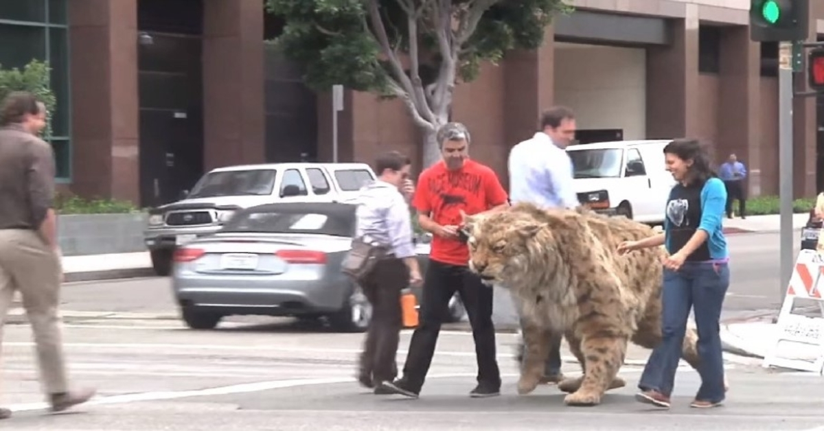 Saber-tooth Tiger Gets Loose On The Streets, Comes ‘Dangerously’ Close To A Kid