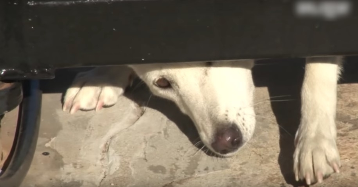Unloved Dog Crawls Under Their Gate Asking For A Home, But Wife Won’t Give In