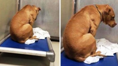 Photo of Dog Is Broken After His Adoption Falls Through, So He Stares At A Wall All Day