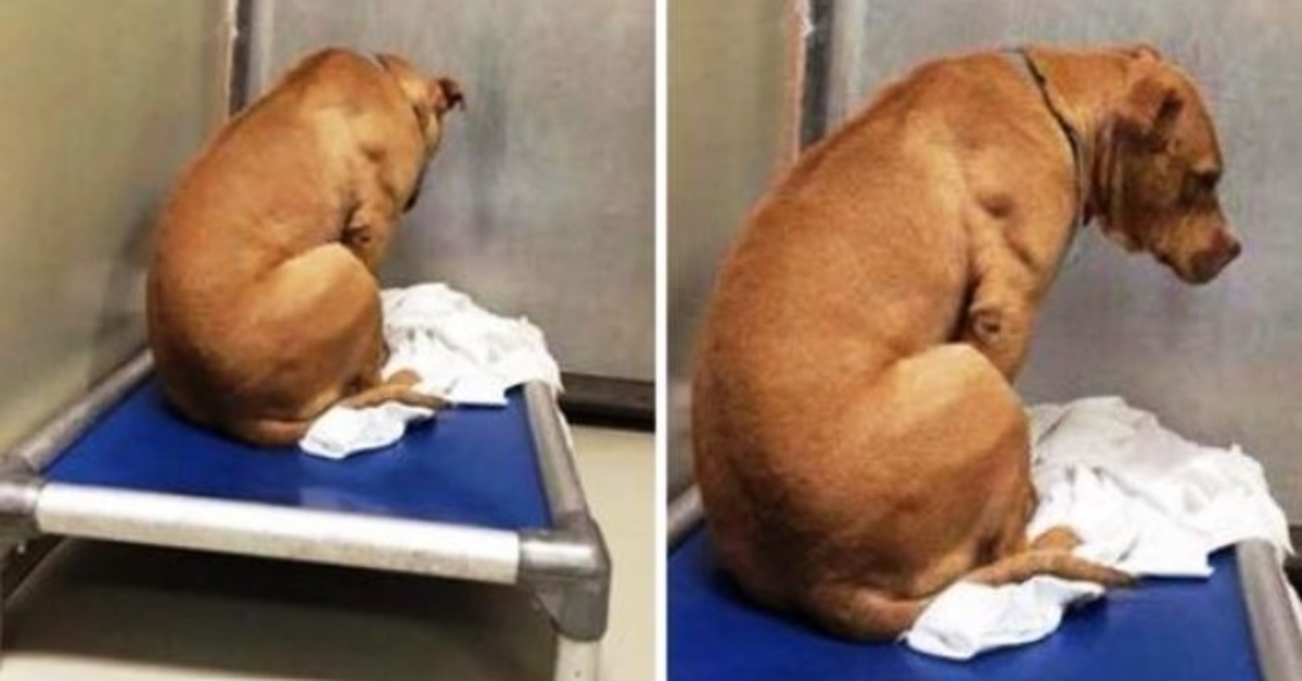 Dog Is Broken After His Adoption Falls Through, So He Stares At A Wall All Day
