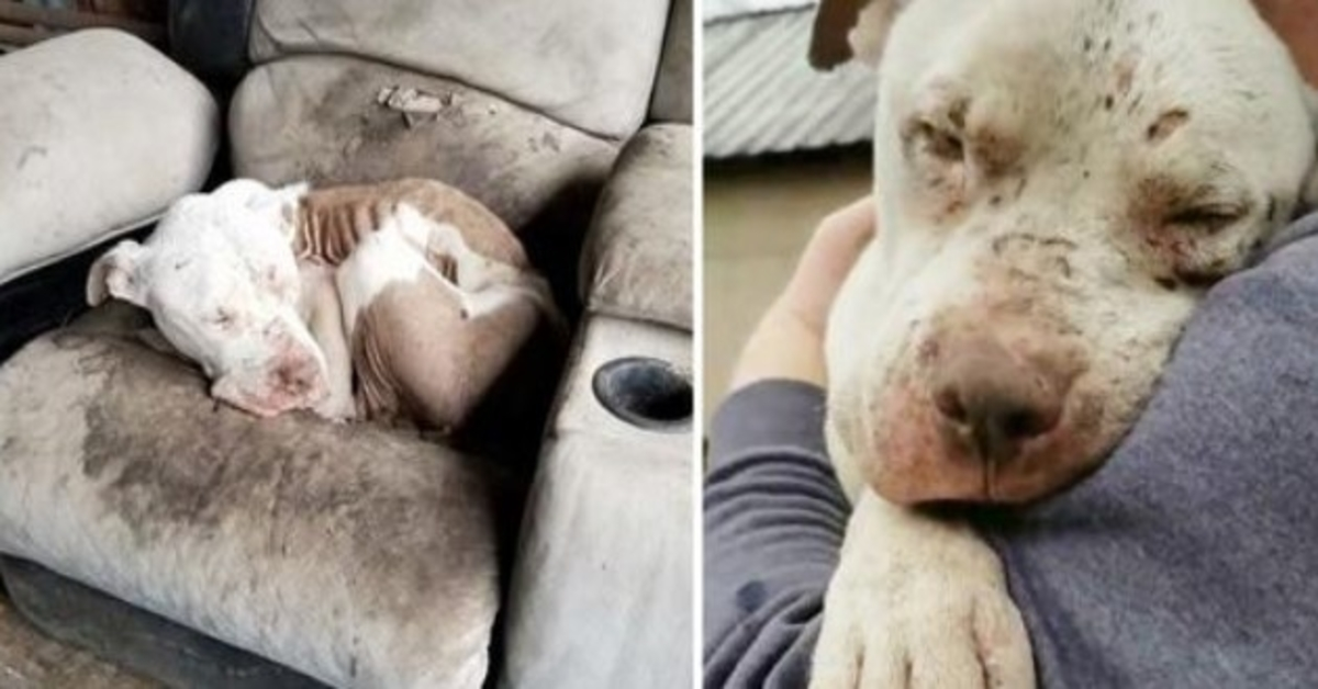 Discarded After Bait Ritual And Target Practice, Sweet Boy Hid From His Monsters