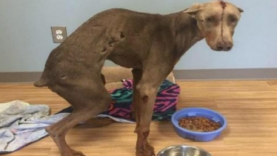 Photo of Hit by a Car While Eating Road Kill, Spencer Recovers and Waits for His Forever Home