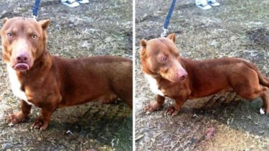 Photo of Weird “Pit Bull-Dachshund” Puppy Wanders Into Man’s Backyard & Begs For Help