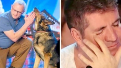 Photo of Police Dog Stabbed In Line Of Duty, Has Simon Cowell Fighting Back Tears On BGT