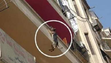 Photo of Dog Chained Up Without Food Or Water Tries To Jump Off Balcony In An Attempt To Free Herself