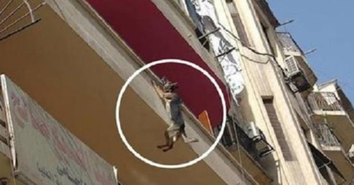Dog Chained Up Without Food Or Water Tries To Jump Off Balcony In An Attempt To Free Herself