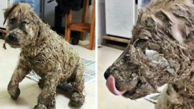Photo of Maniac Covers Stray Puppy In Super Glue. Then, A Rescue Worker Realizes There’s Still Hope