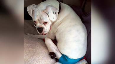 Photo of Dying Dog Writes “Goodbye Letter” & Tears Began To Fall