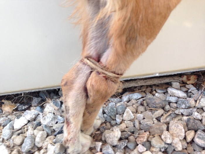 abused-tied-up-malnourished-this-dog-now-has-a-wonderful-home