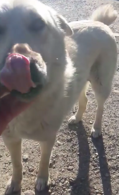 Man Finds Helpless Dog With His Tongue Frozen And Stuck In Sewer