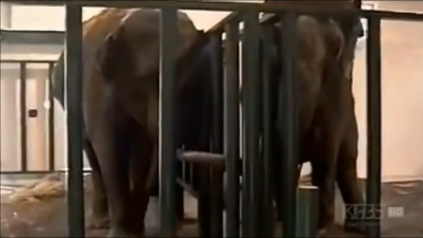 Shirley And Jenny Two Elephants Reunited After More Than 20 Years 0 24 Screenshot