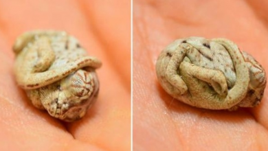 Photo of This Baby Chameleon Is Only Seconds-Old And Still Thinks He’s Inside His Egg
